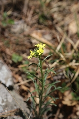 Erysimum sylvestre