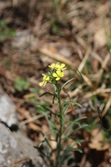 Erysimum sylvestre