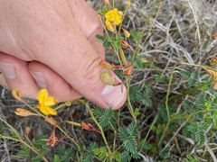 Hoffmannseggia drummondii