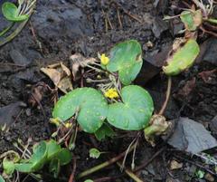 Nymphoides thunbergiana