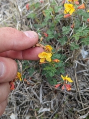 Hoffmannseggia drummondii