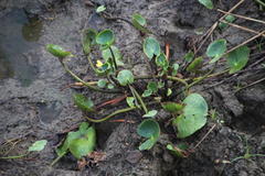 Nymphoides thunbergiana