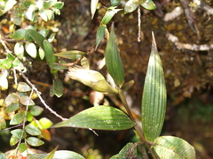 Elleanthus maculatus