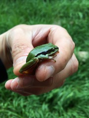 Hyla walkeri