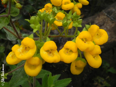 Calceolaria integrifolia