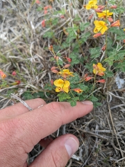 Hoffmannseggia drummondii