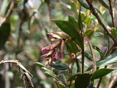 Elleanthus maculatus