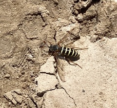 Opomydas townsendi