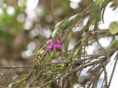 Elleanthus maculatus