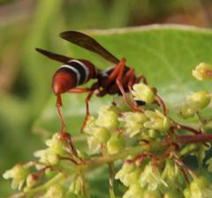Polistes marginalis