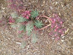 Myrsiniteae