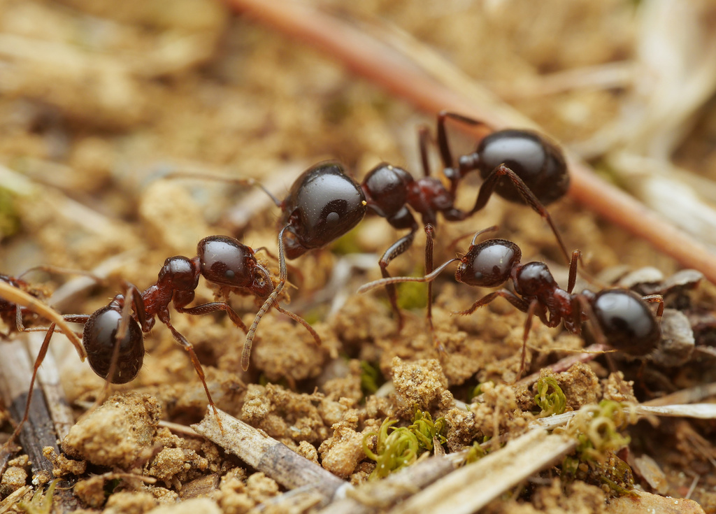 Wasmann's Harvester Ant