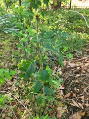 Magnoliopsida