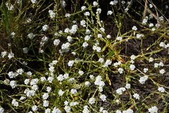 Plagiobothrys chorisianus chorisianus