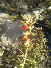 Lycium andersonii wrightii