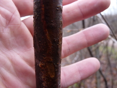 Viburnum cassinoides image