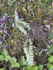 Athyrium niponicum