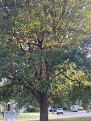 Image of Quercus stellata