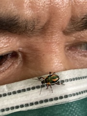 Eocanthecona concinna