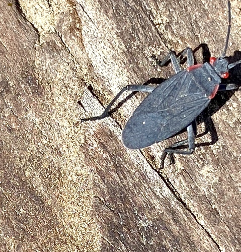 iNaturalist observation photo of Red-shouldered Bug