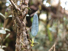 Elaphoglossum hoffmannii
