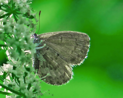 Celastrina asheri
