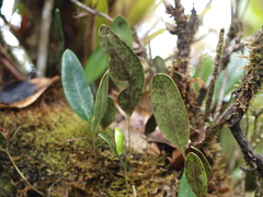 Elaphoglossum hoffmannii