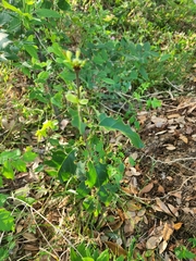 Magnoliopsida