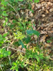 Magnoliopsida