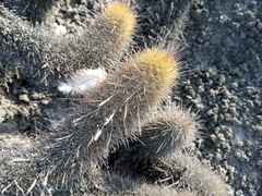 Haageocereus pseudomelanostele