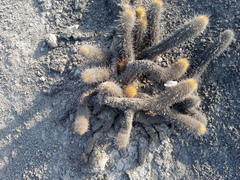 Haageocereus pseudomelanostele