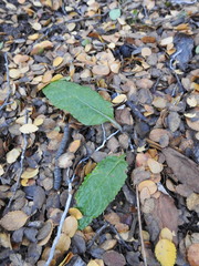 Adenocaulon chilense