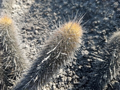 Haageocereus pseudomelanostele