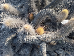 Haageocereus pseudomelanostele