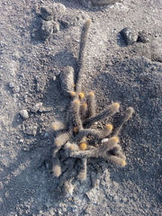 Haageocereus pseudomelanostele