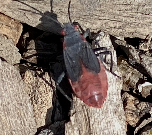 iNaturalist observation photo of Red-shouldered Bug