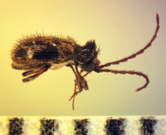 Ptinus tumidus