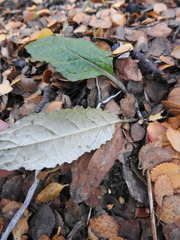 Adenocaulon chilense