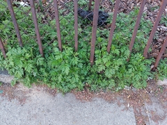 Artemisia vulgaris