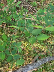 Ulmus