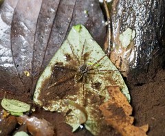 Dolomedes raptor