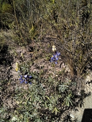Lupinus altimontanus