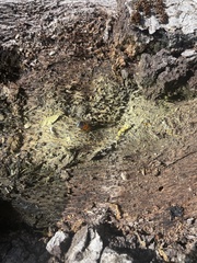 Parcoblatta americana