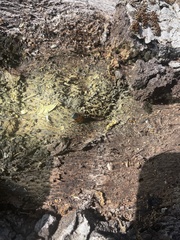 Parcoblatta americana