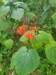 Clerodendrum speciosissimum