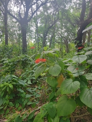 Clerodendrum speciosissimum