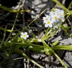 Plagiobothrys chorisianus chorisianus