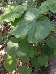Piper umbellatum