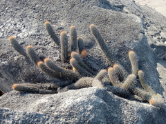 Loxanthocereus acanthurus