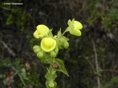 Calceolaria morisii